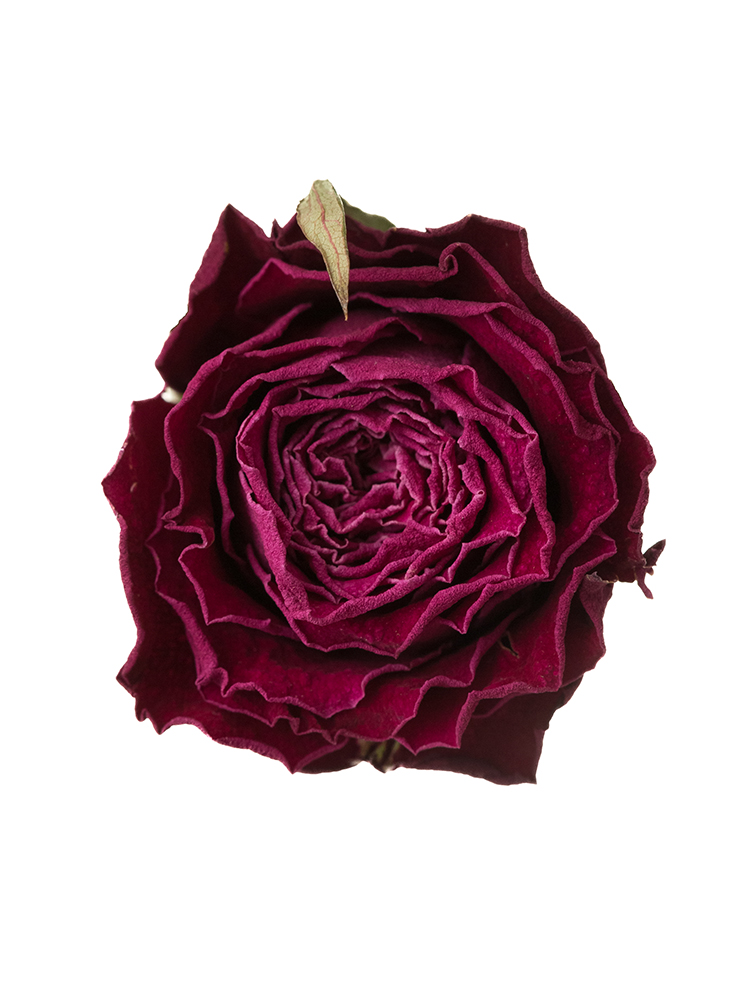 【ドライ】バラ プライムチャーム+の花アップ