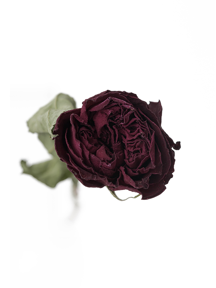 【ドライ】バラ　レッドエレガンスの花アップ