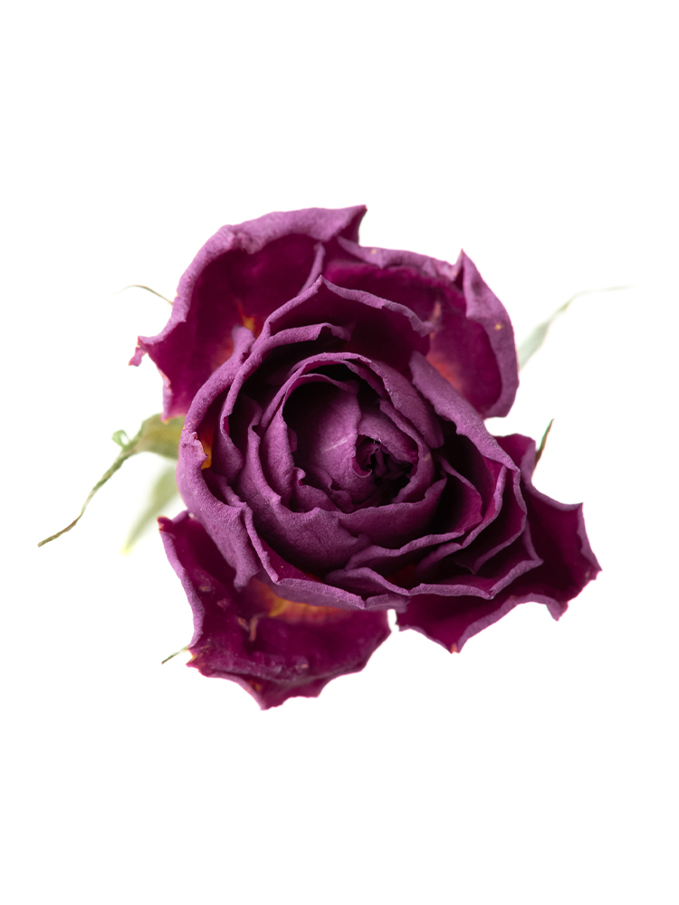 【ドライ】バラ(スプレー)　アリシアの花アップ