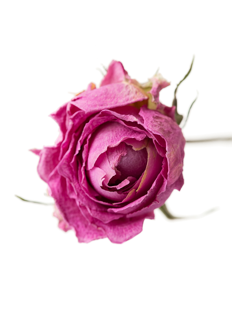 【ドライ】バラ(スプレー)　バンビーナの花アップ