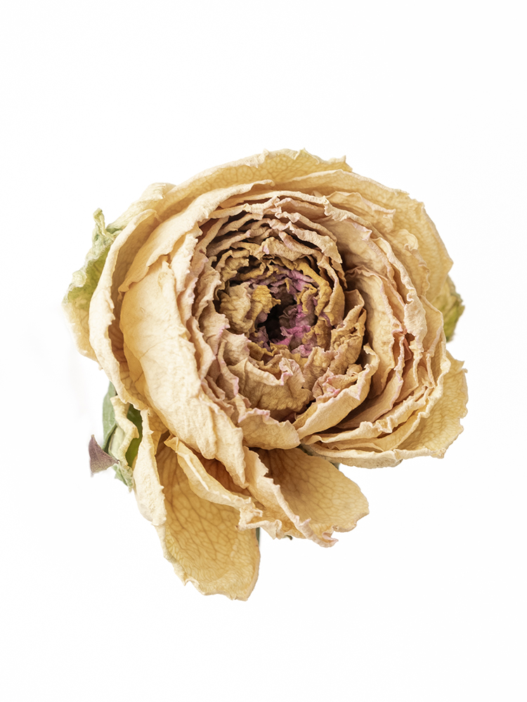 【ドライ】バラ(スプレー) ファンシーローラの花アップ