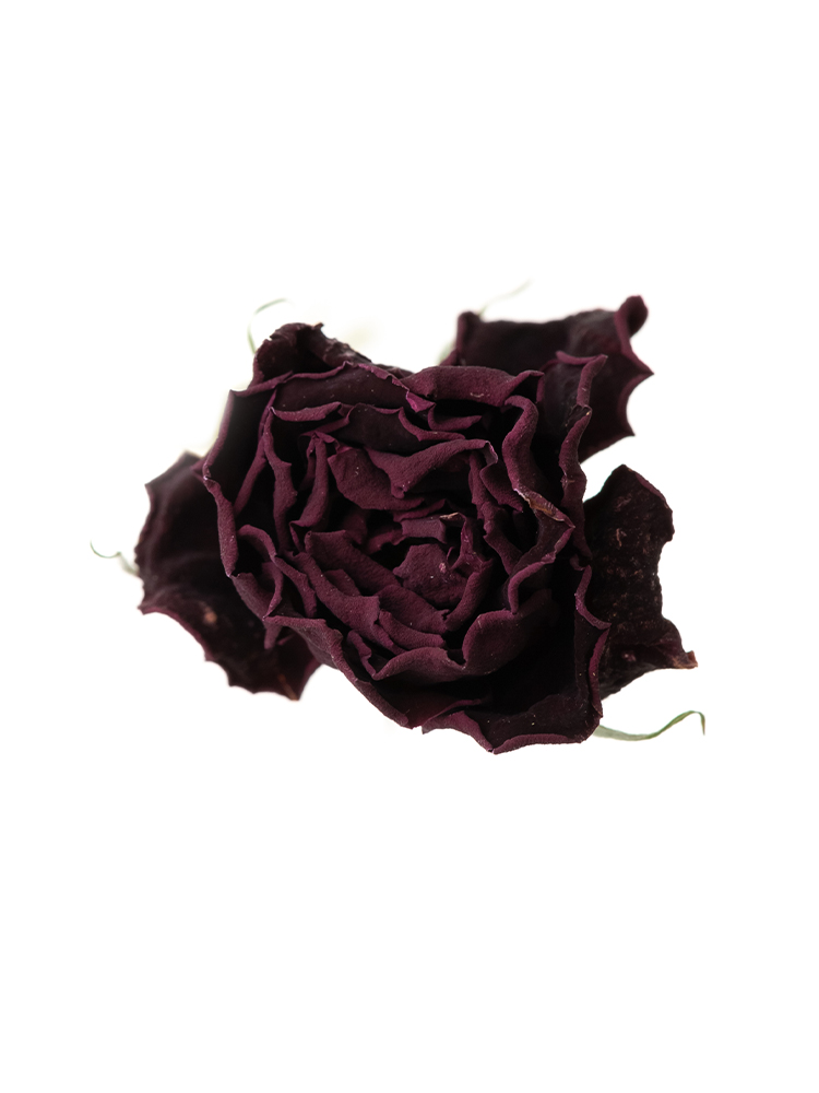 【ドライ】バラ(スプレー)　ファンファールの花アップ