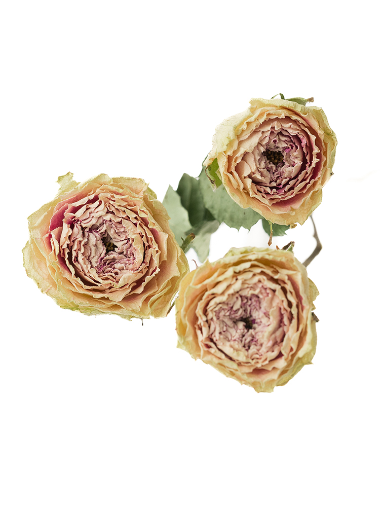 【ドライ】スプレーバラ ジェラートの花アップ