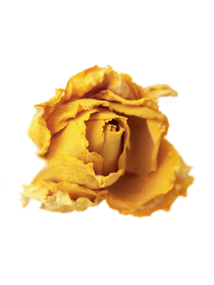 【ドライ】バラ・スプレー(黄)　品種おまかせの花アップ