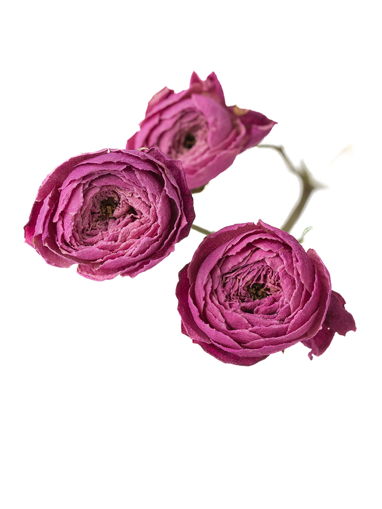 【ドライ】スプレーバラ　シルバピンクの花アップ