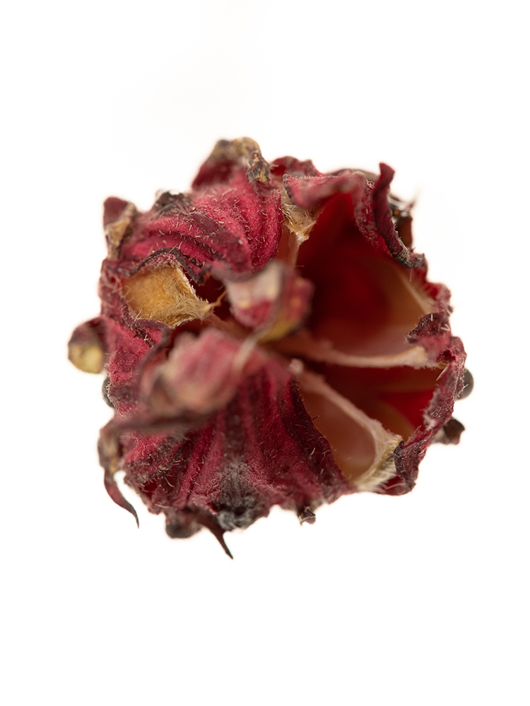 【ドライ】紅アオイ　品種おまかせ(赤)の花アップ