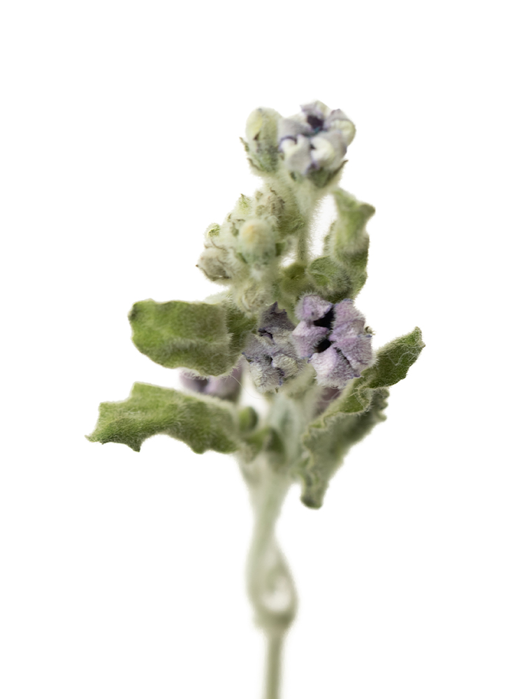 【ドライ】ブルースター　品種おまかせ(水色)の花アップ