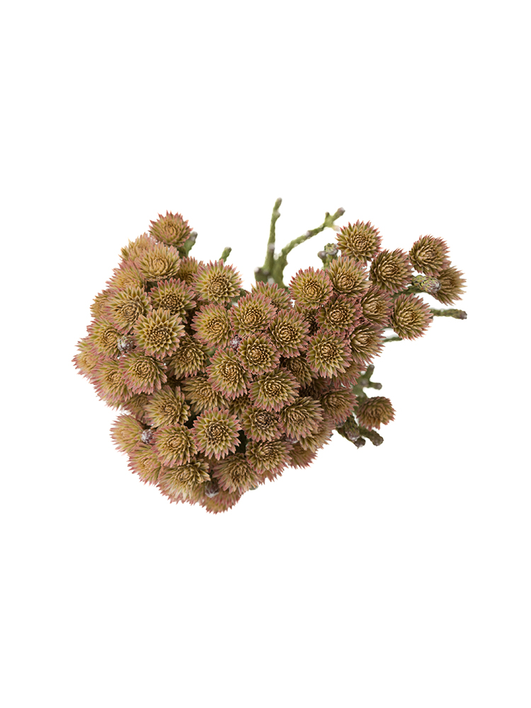 【ドライ】ブルニア　ブルニアレッドの花アップ