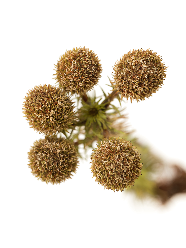 【ドライ】バーゼリア　品種おまかせ(茶)の花アップ