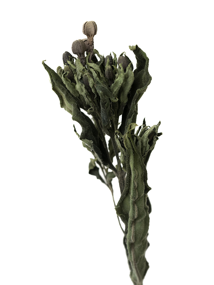 【ドライ】ブバリア ハイブリッドホワイトの花アップ