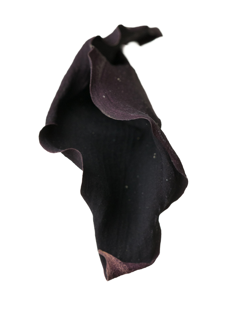 【ドライ】カラー カントールの花アップ