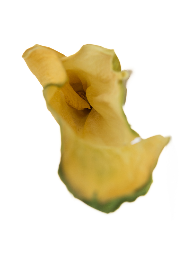 【ドライ】カラー(緑)　品種おまかせの花アップ