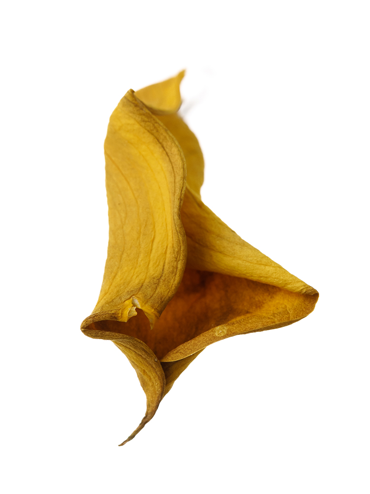 【ドライ】カラー(黄)　品種おまかせの花アップ