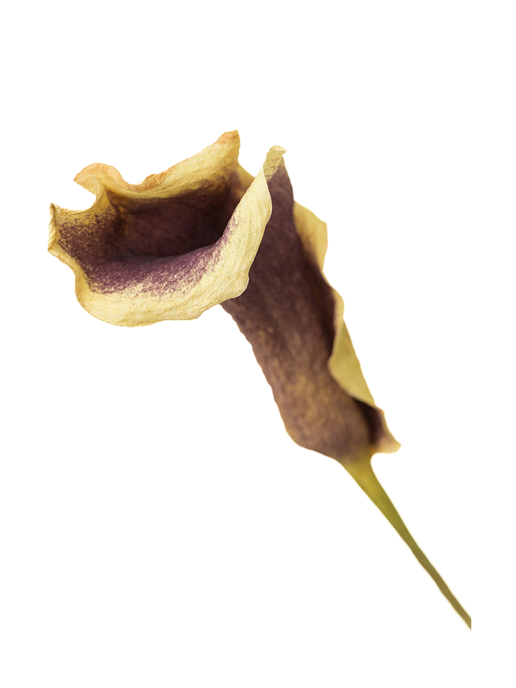 【ドライ】カラー ピカソの花アップ