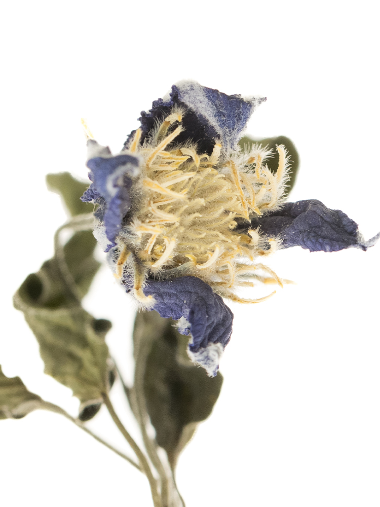 【ドライ】クレマチス(紫) 品種おまかせの花アップ