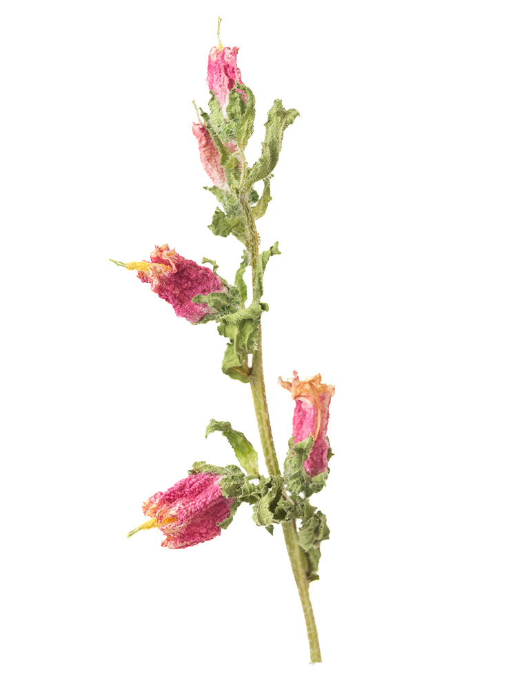 【ドライ】カンパニュラ(ピンク)　品種おまかせの花アップ