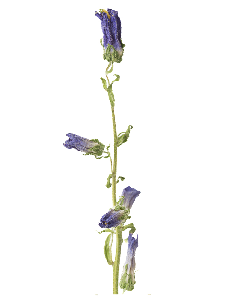 【ドライ】カンパニュラ(紫)　品種おまかせの花アップ