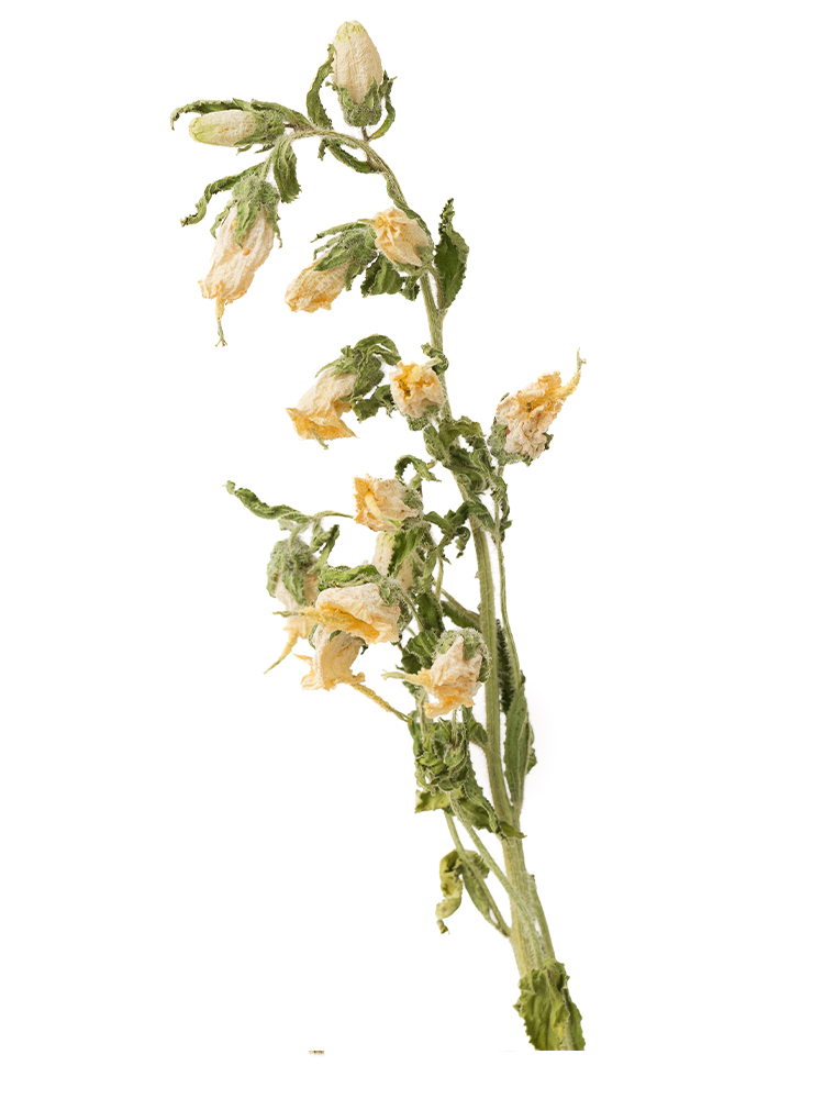 【ドライ】カンパニュラ(白)　品種おまかせの花アップ