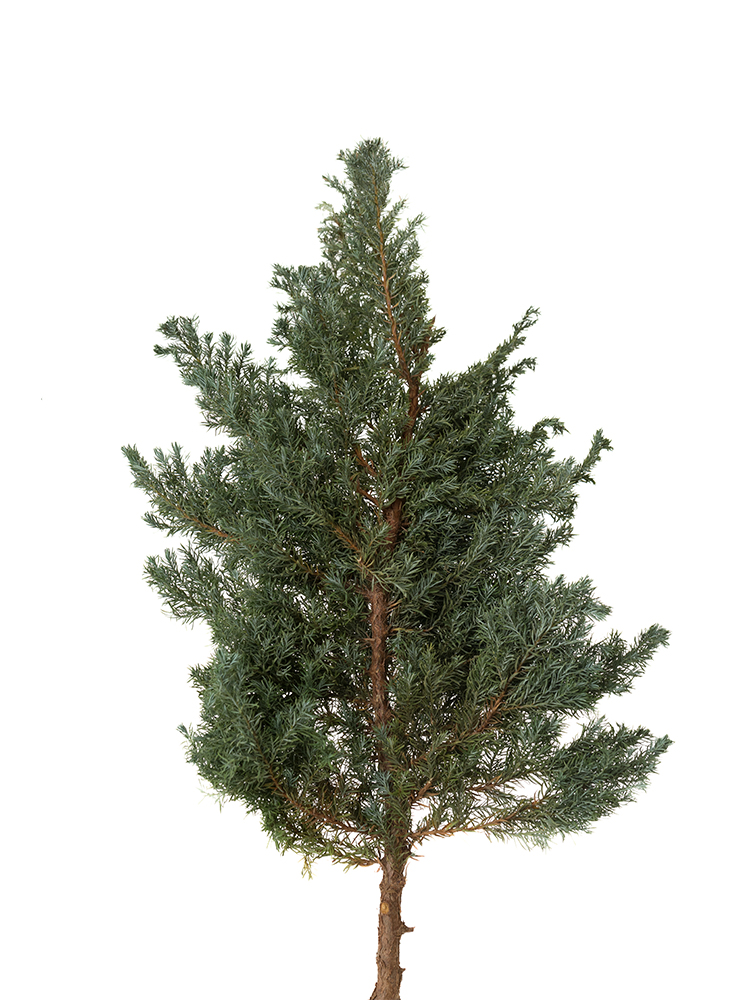 【ドライ】コニファー　ブルーバードの花アップ