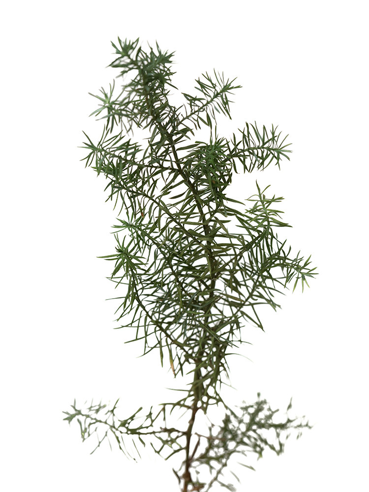 【ドライ】コニファー　ひむろ杉の花アップ