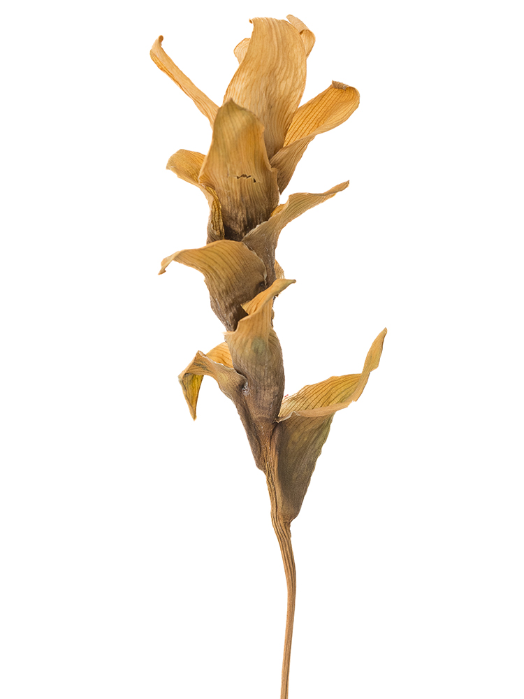 【ドライ】クルクマ　エメラルドパゴダの花アップ