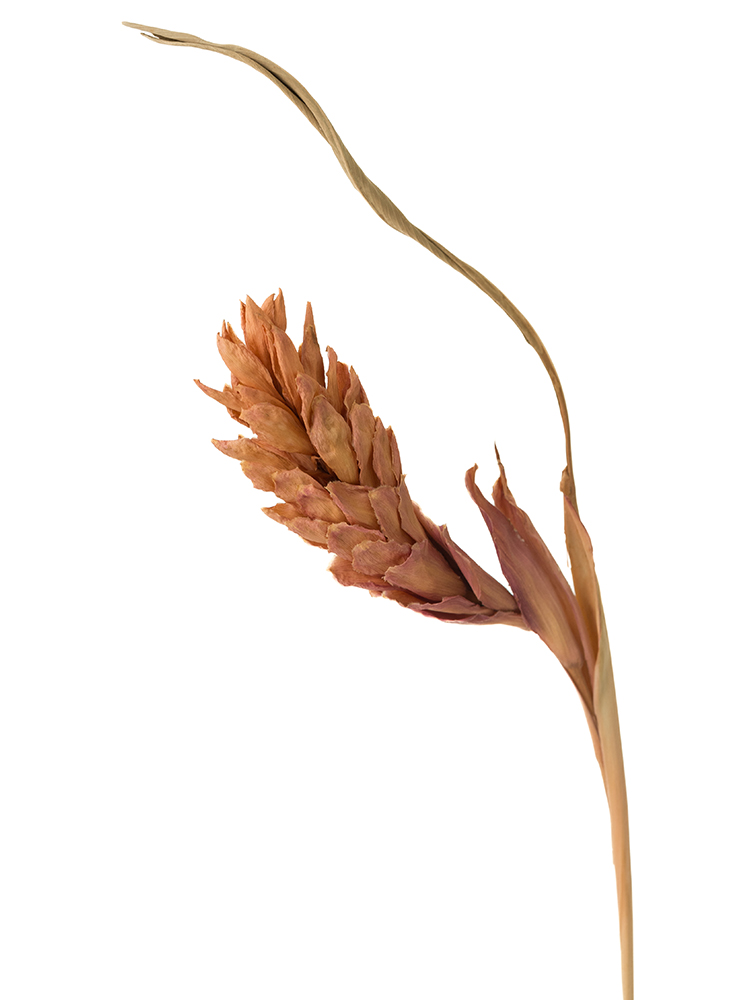 【ドライ】クルクマ(ピンク) 品種おまかせの花アップ