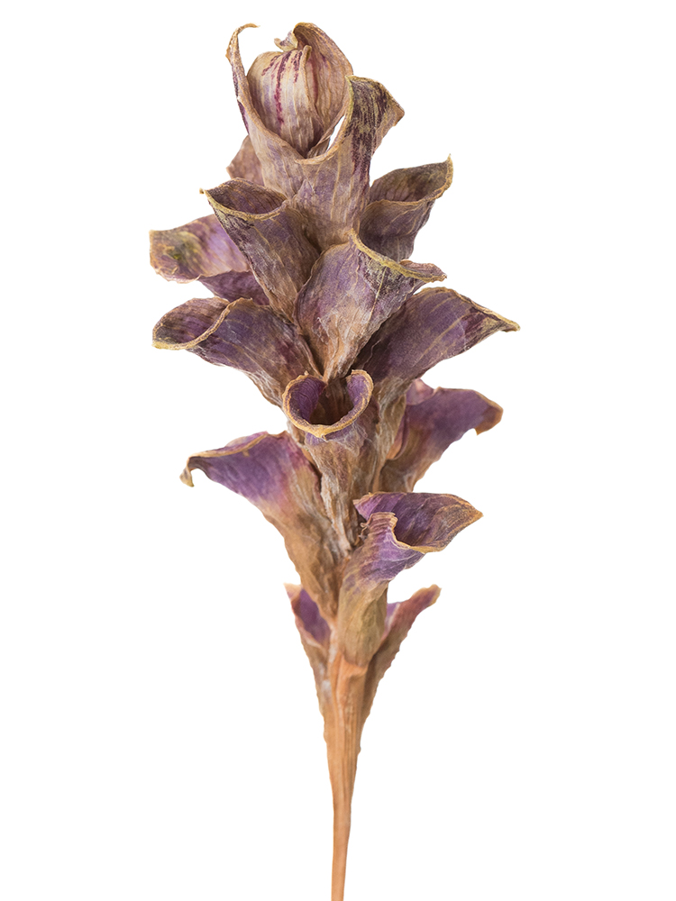 【ドライ】クルクマ(紫)　品種おまかせの花アップ