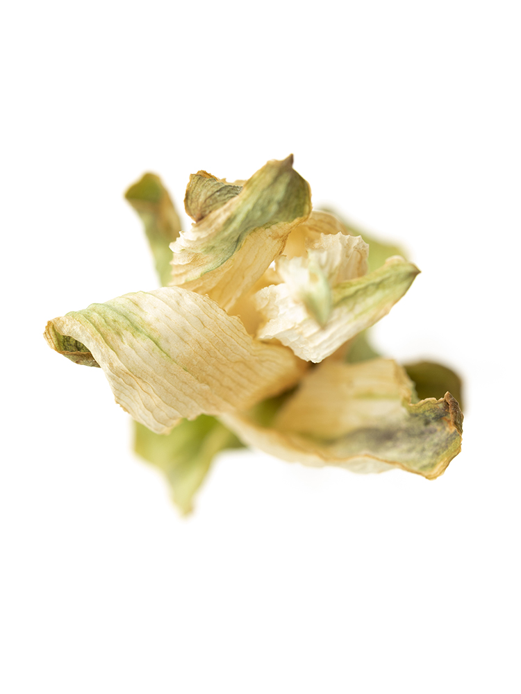 【ドライ】クルクマ　品種おまかせ(白)の花アップ