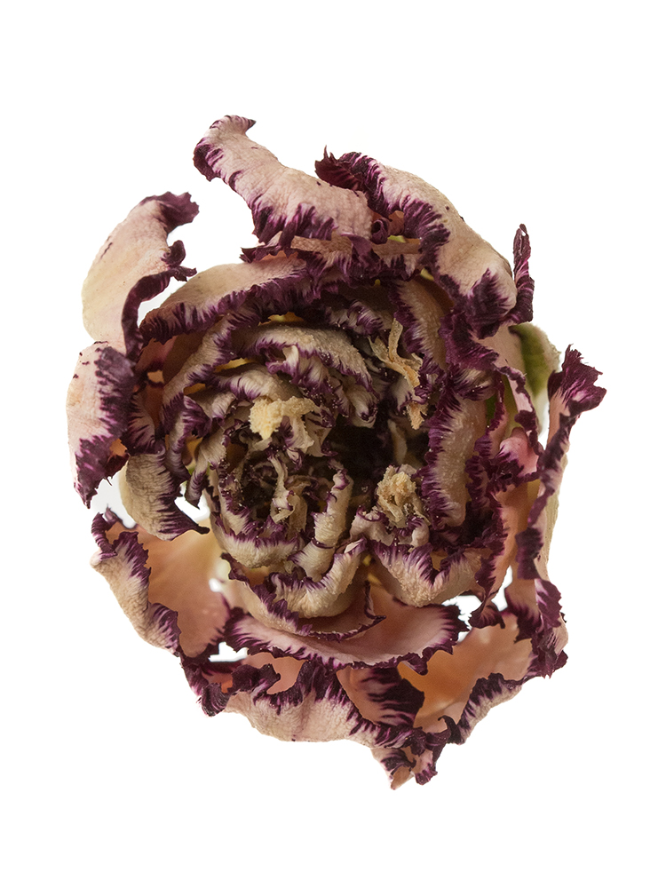 【ドライ】カーネーション　バカラの花アップ