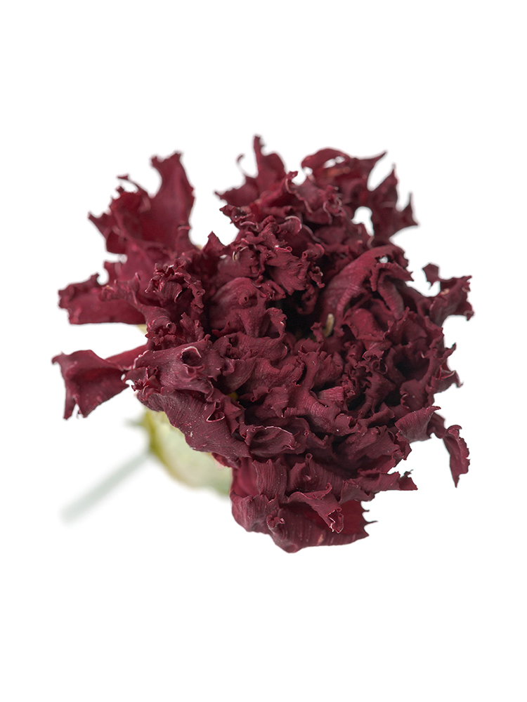 【ドライ】カーネーション　エクセリアの花アップ