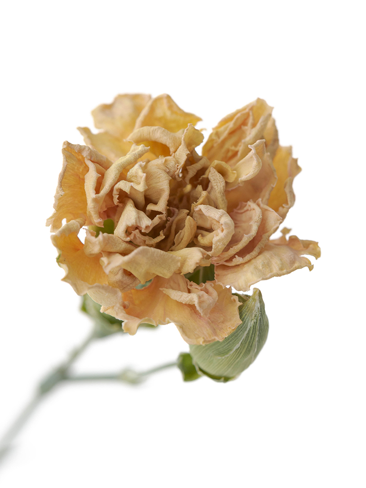 【ドライ】カーネーション　フィエスタコマチの花アップ