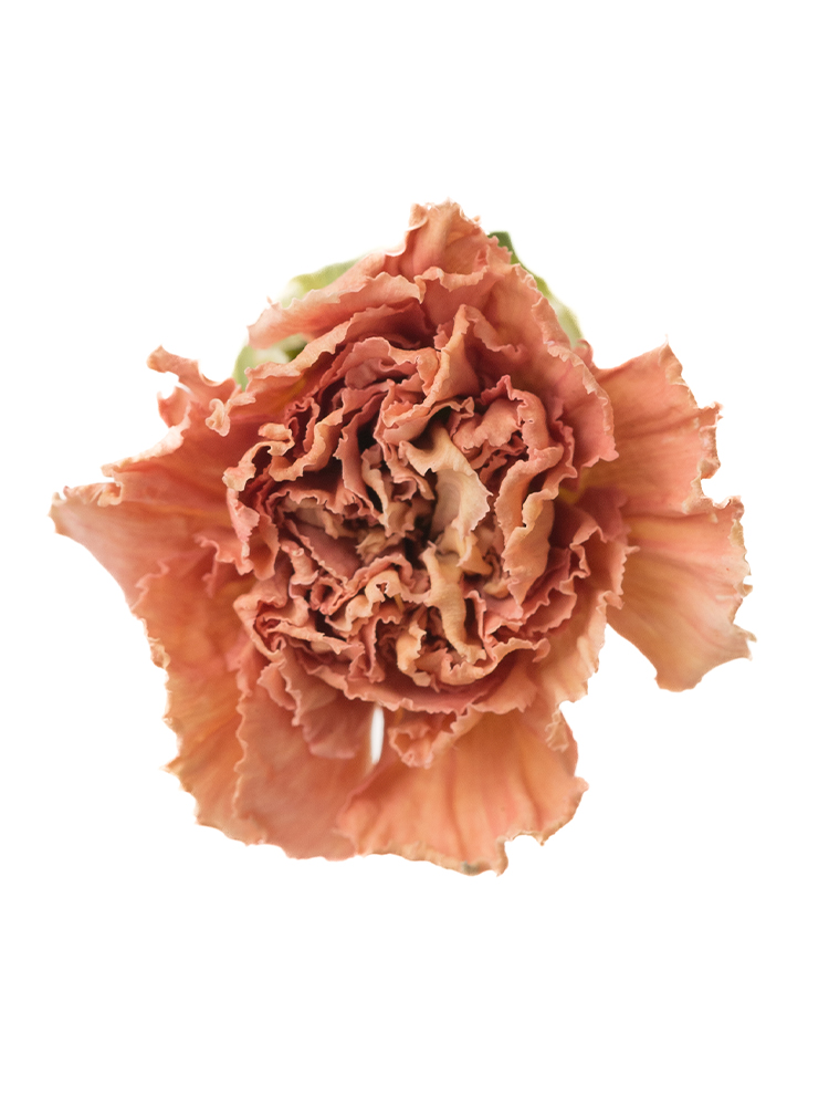 【ドライ】カーネーション ライオンキングの花アップ