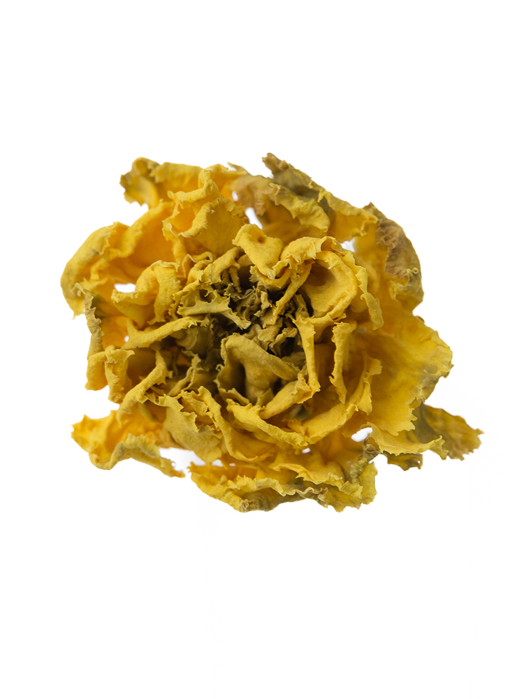 【ドライ】カーネーション　ミモザの花アップ