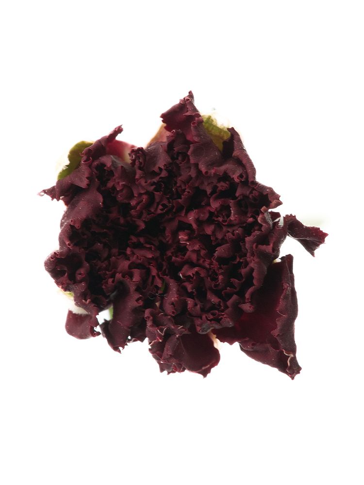 【ドライ】カーネーション　マスターの花アップ