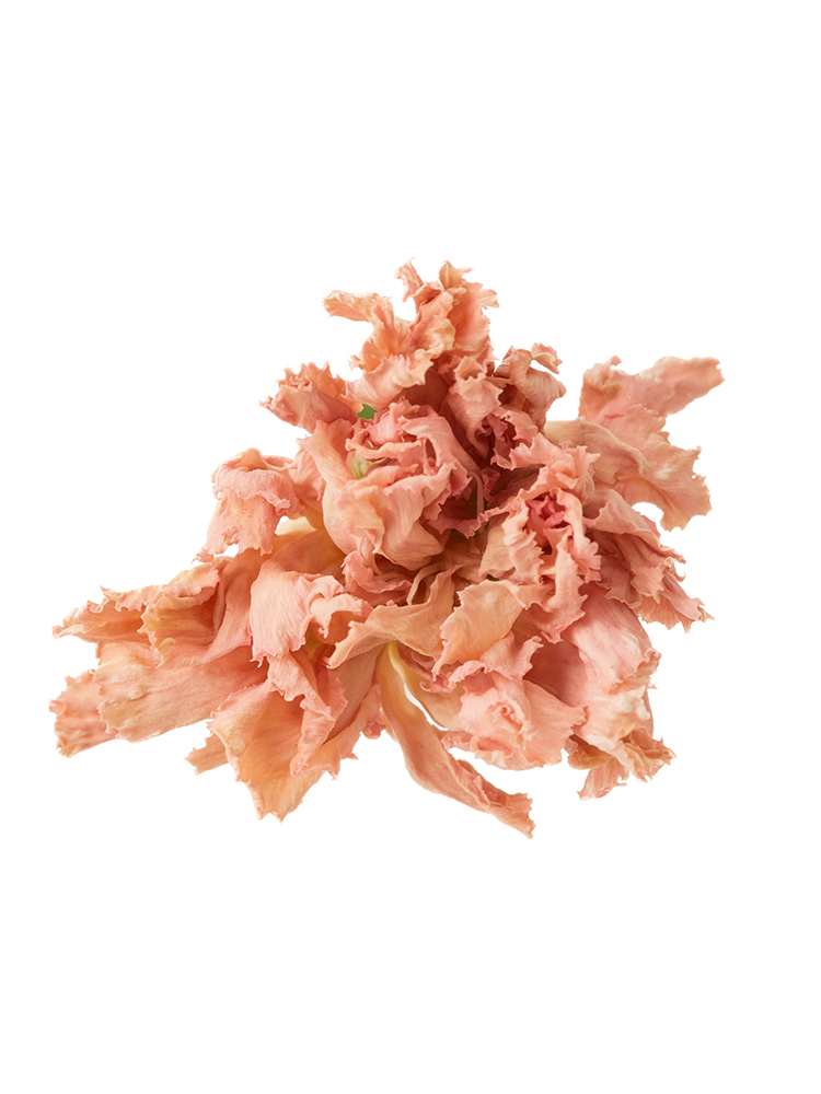 【ドライ】カーネーション(ピンク) 品種おまかせの花アップ