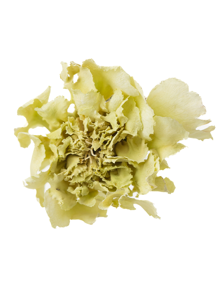 【ドライ】カーネーション プラドミントの花アップ