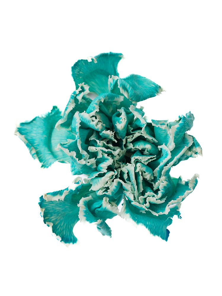 【ドライ】カーネーション ティントブルーの花アップ