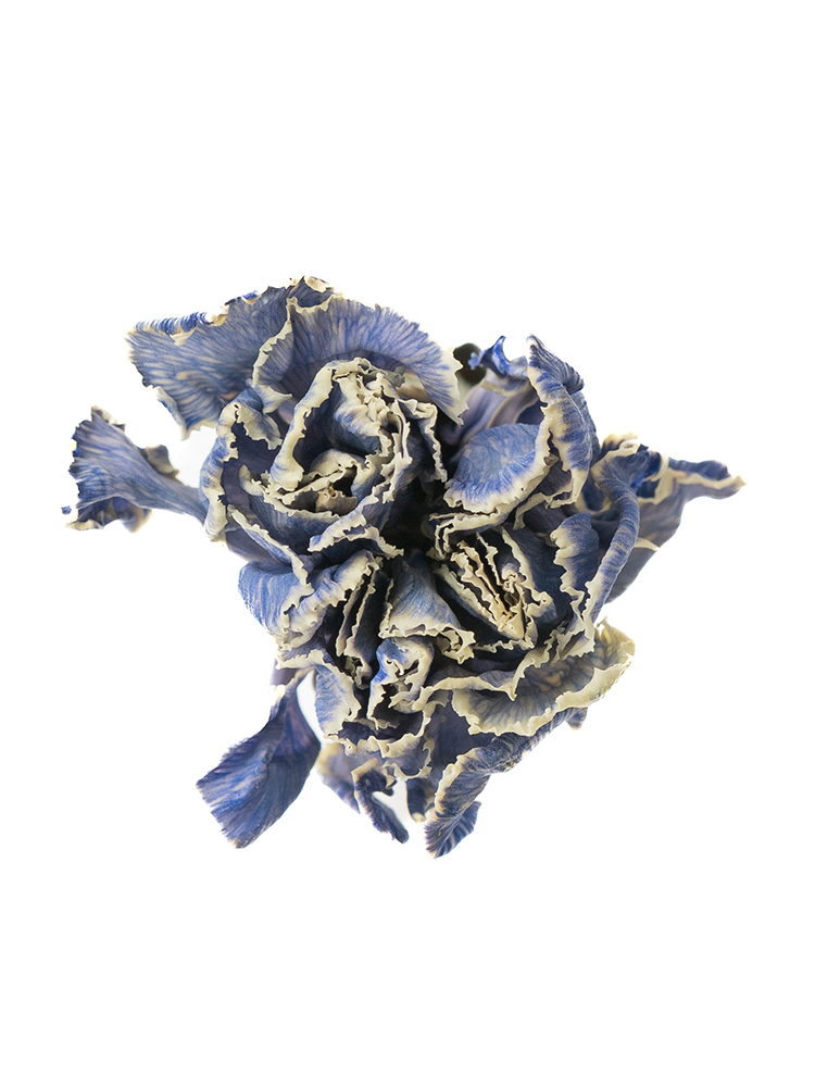 【ドライ】カーネーション　ティントラベンダーの花アップ