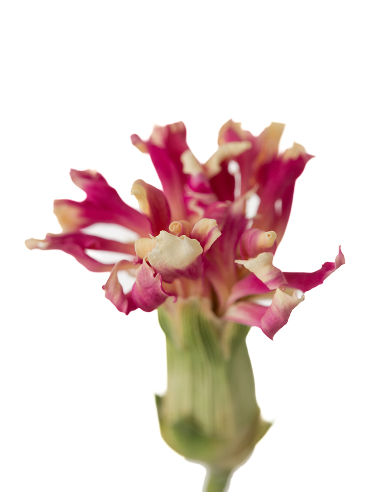 【ドライ】スプレーカーネーション　チェリーテッシノの花アップ