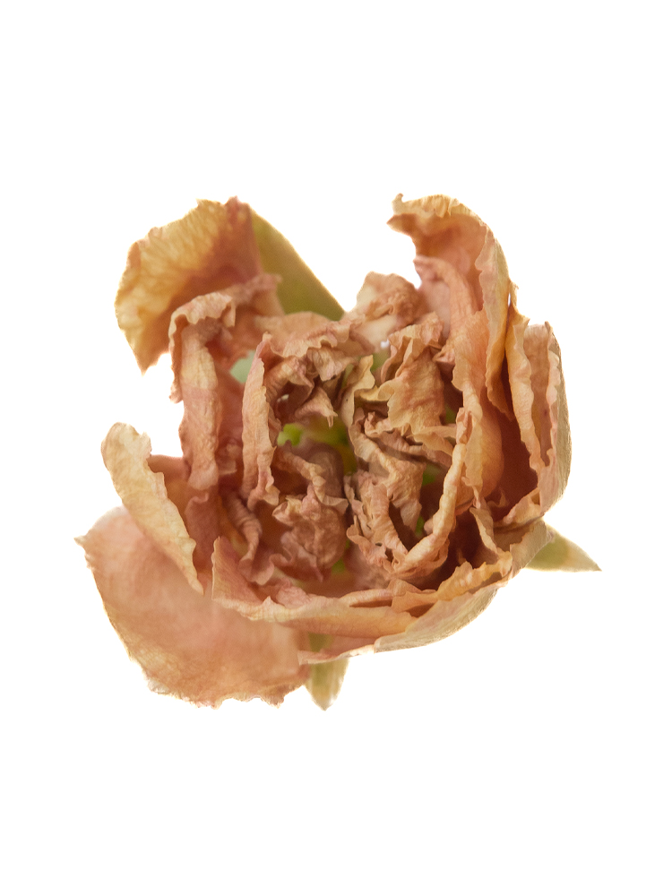 【ドライ】スプレーカーネーション ハマダの花アップ