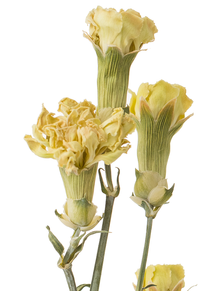 【ドライ】スプレーカーネーション ラゴスの花アップ