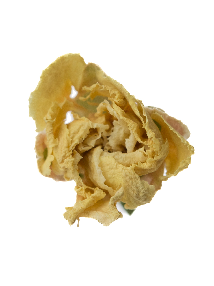 【ドライ】スプレーカーネーション　ミニオンの花アップ