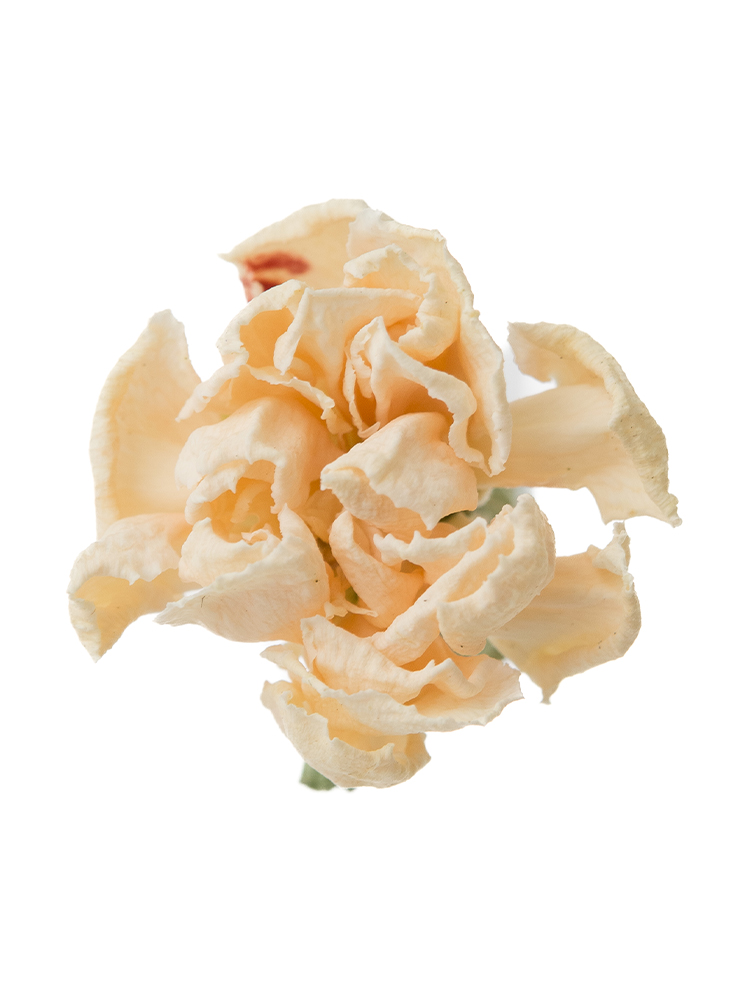 【ドライ】スプレーカーネーション　マントバの花アップ