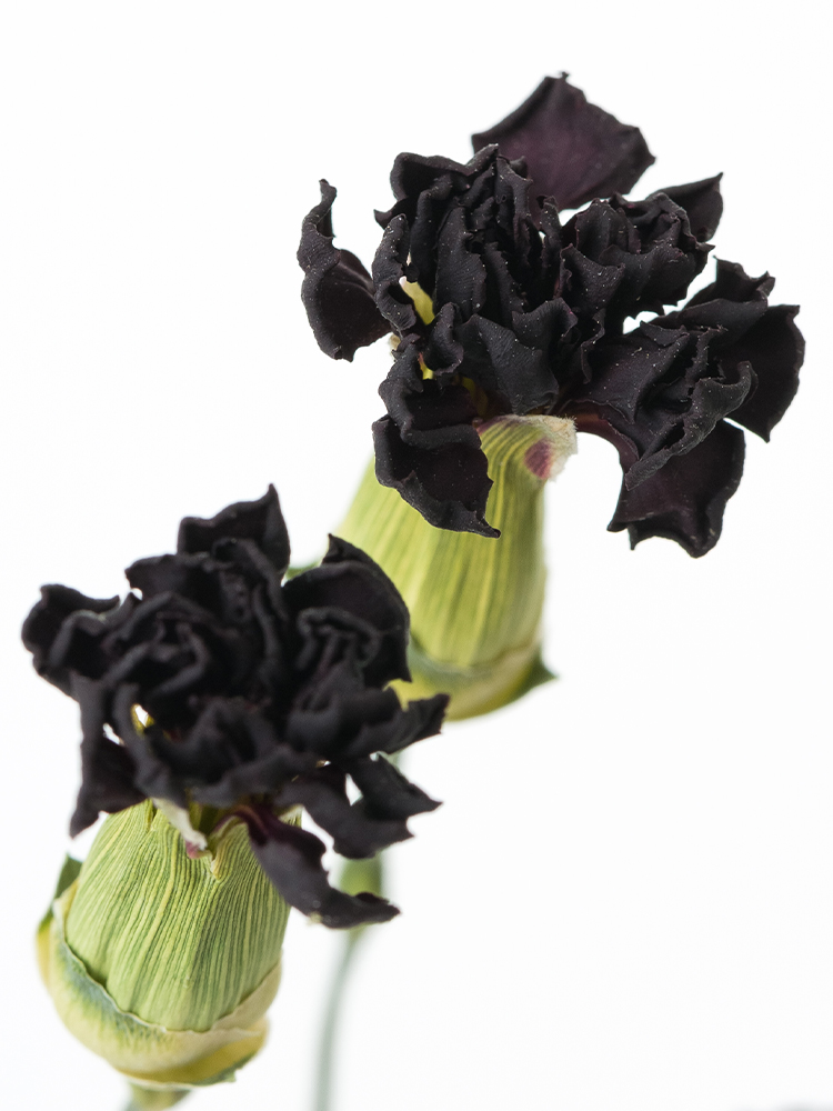 【ドライ】カーネーション・スプレー(濃ピンク)　品種おまかせの花アップ