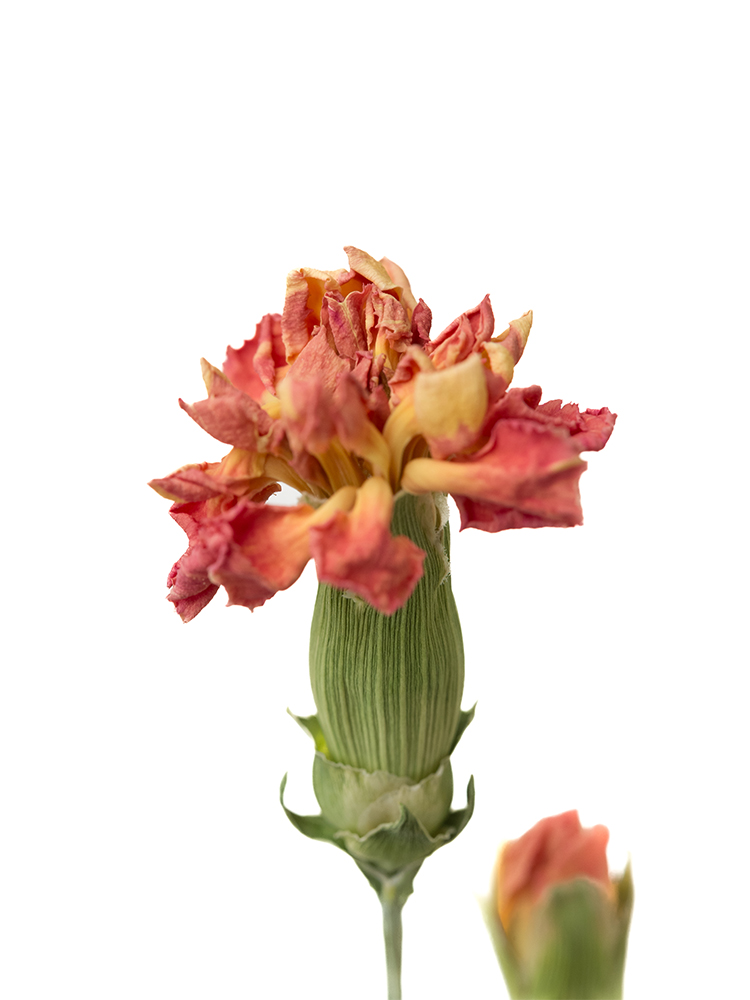 【ドライ】カーネーション・スプレー(オレンジ)　品種おまかせの花アップ