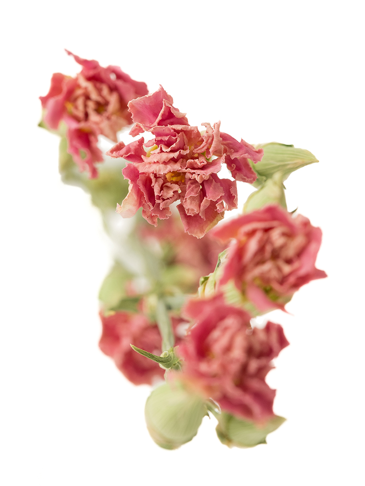 【ドライ】カーネーション・スプレー(ピンク) 品種おまかせの花アップ