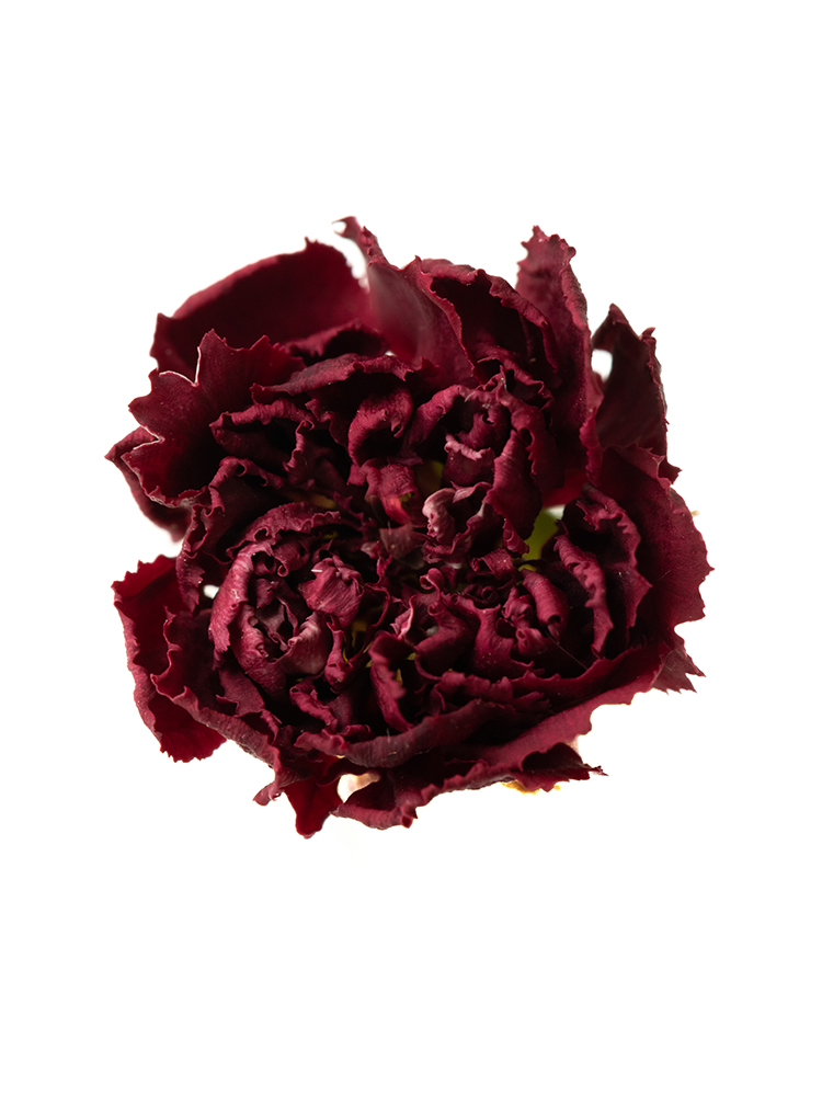 【ドライ】スプレーカーネーション　品種おまかせ(赤)の花アップ