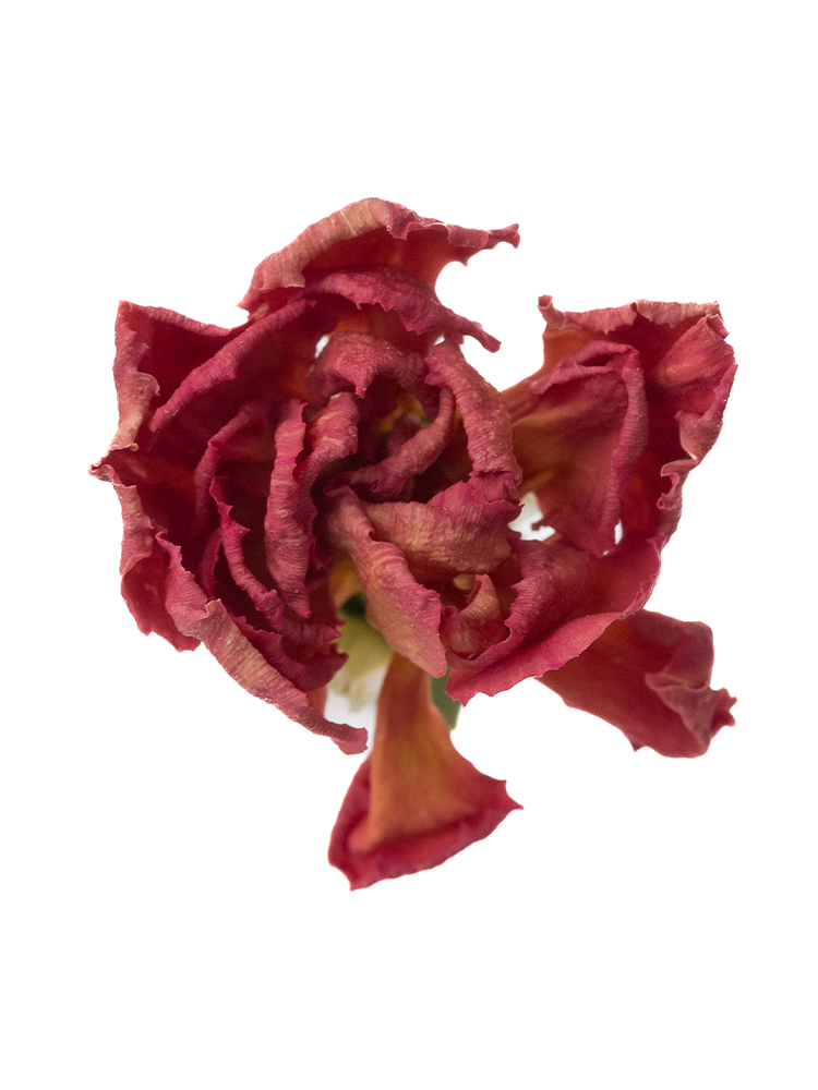 【ドライ】スプレーカーネーション オレンジカスタードの花アップ