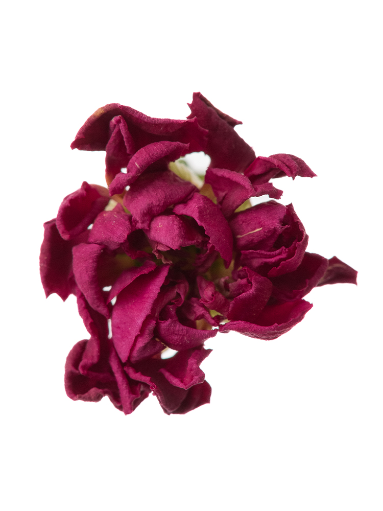 【ドライ】スプレーカーネーション　ローズカスタードの花アップ