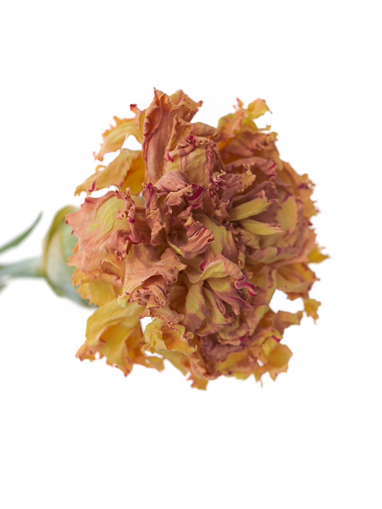 【ドライ】スプレーカーネーション　セーラームーンオレンジの花アップ